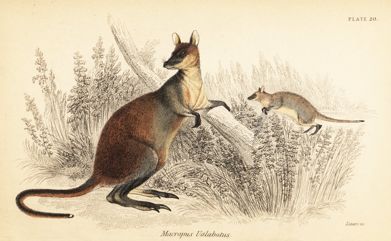 Swamp wallaby, Wallabia bicolor. ,1841 (kaiverrus) tekijältä Georges Robert Waterhouse