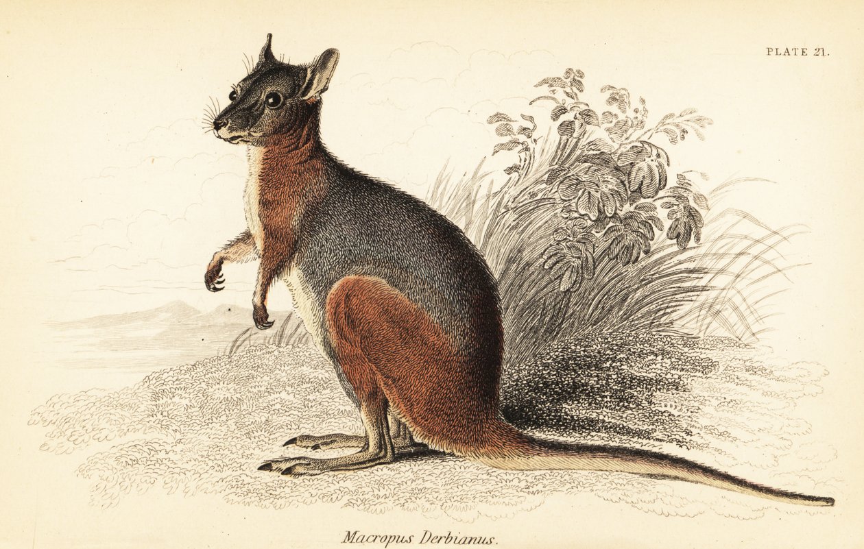 Tammar Wallaby, Macropus eugenii., 1841 (kaiverrus) tekijältä Georges Robert Waterhouse