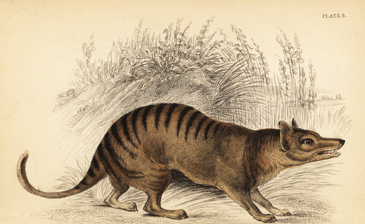 Tasmanian tiikeri, Thylacinus cynocephalus. Sukupuuttoon kuollut. ,1841 (kaiverrus) tekijältä Georges Robert Waterhouse