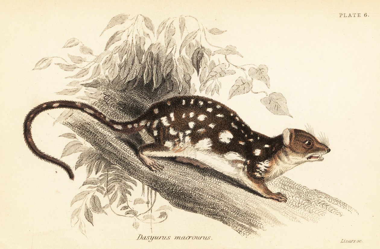 Tiger quoll, Dasyurus maculatus., 1841 (kaiverrus) tekijältä Georges Robert Waterhouse