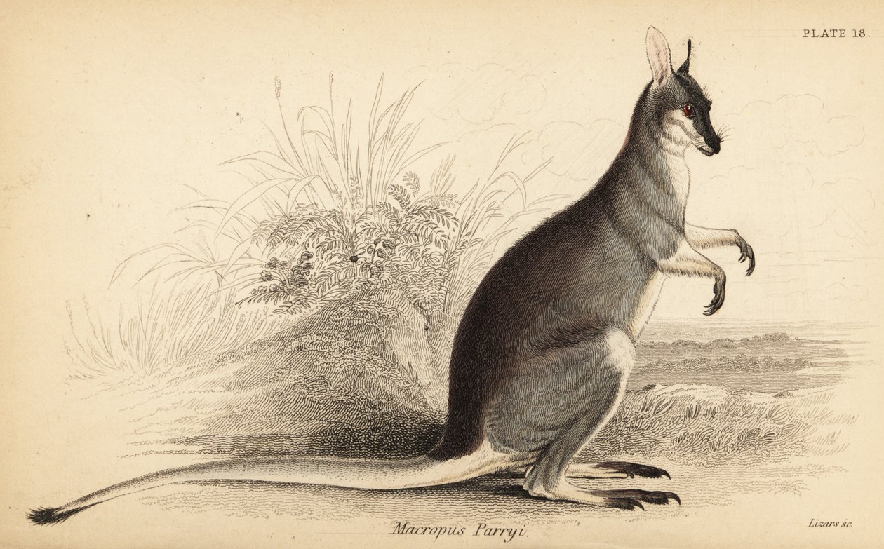 Whiptail wallaby, Macropus parryi. ,1841 (kaiverrus) tekijältä Georges Robert Waterhouse