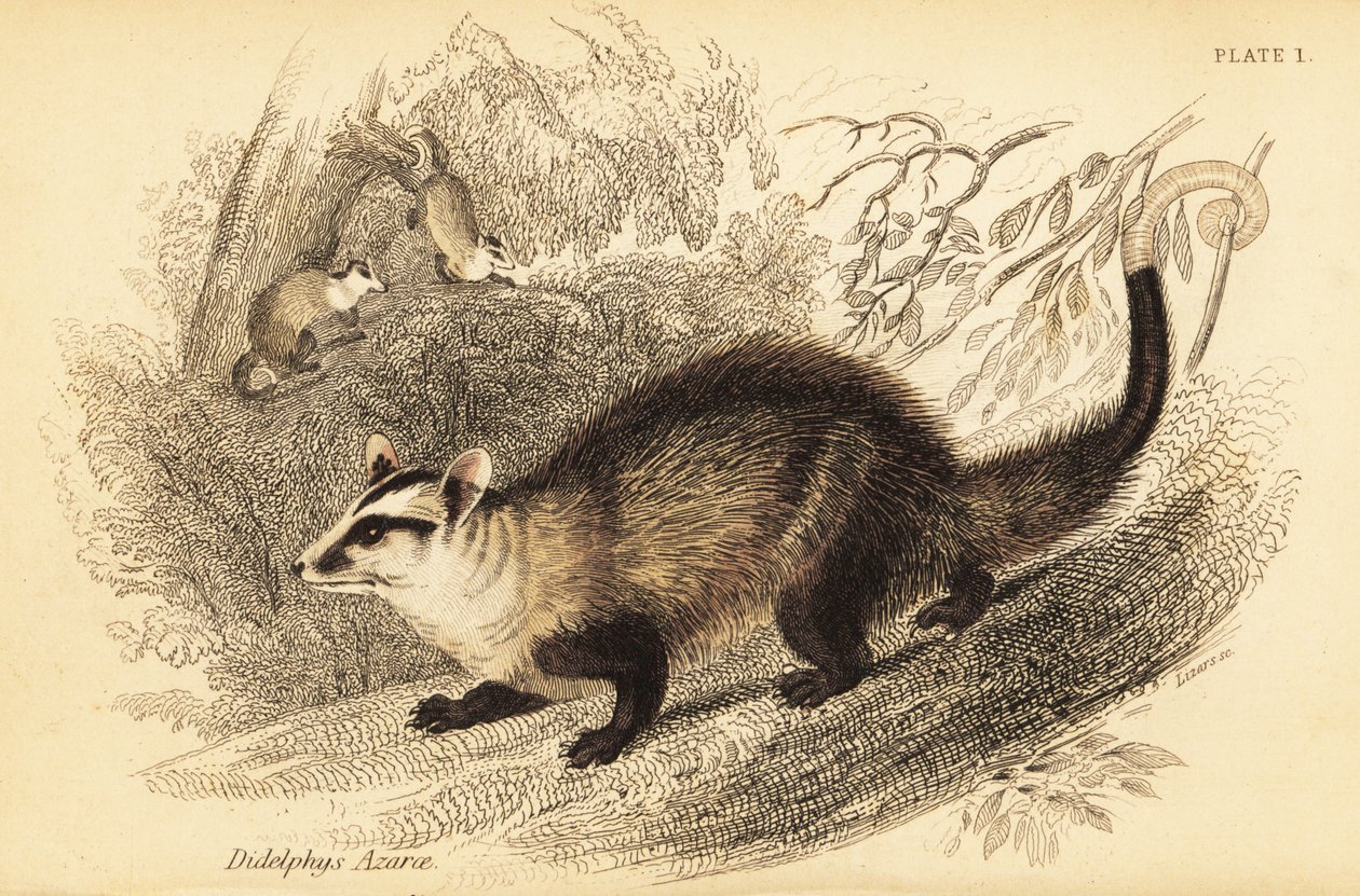 Valkokorvainen opossumi, Didelphis albiventris. ,1841 (kaiverrus) tekijältä Georges Robert Waterhouse