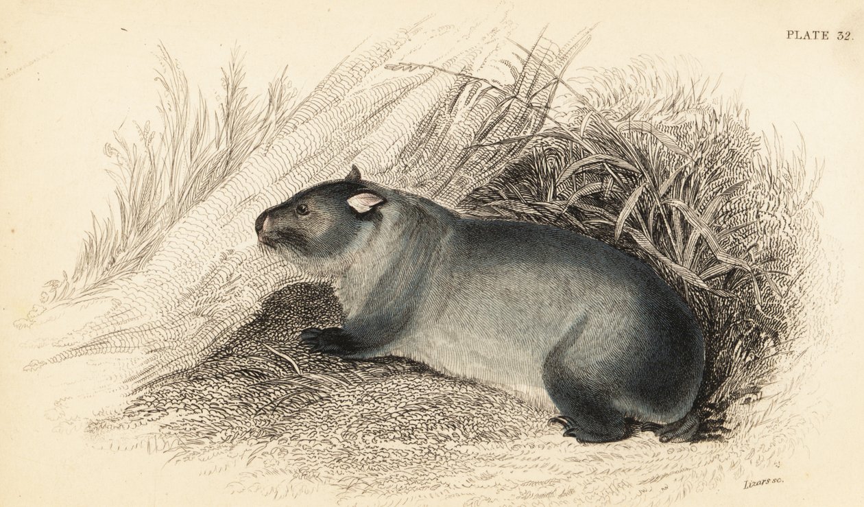 Wombat, Wombatus ursinus., 1841 (kaiverrus) tekijältä Georges Robert Waterhouse