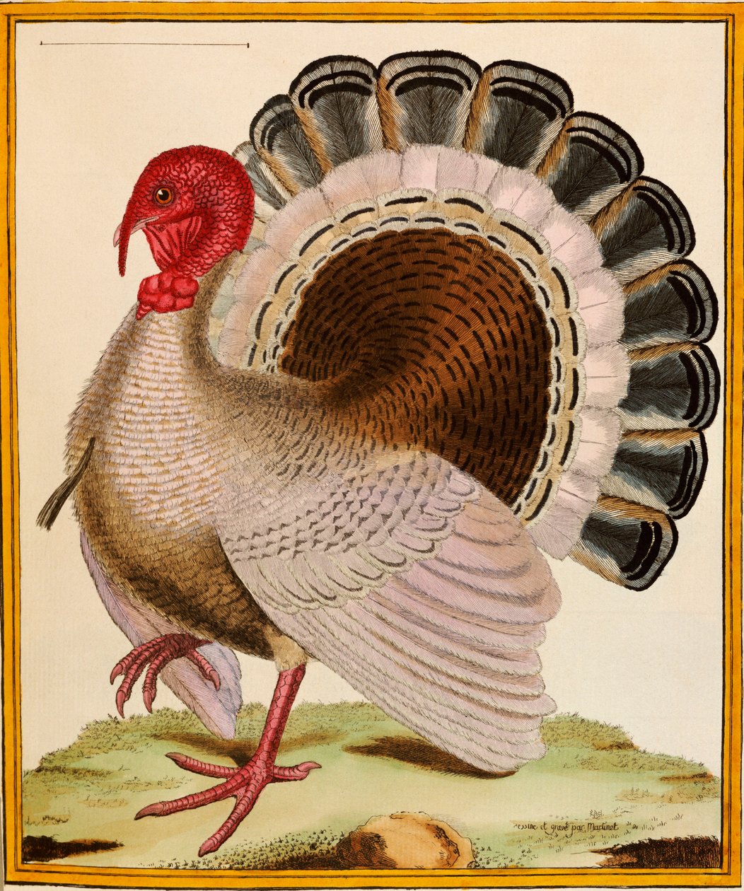 Turkki, "Histoire Nouvelles des Oiseaux", 1771-86 tekijältä Georges de Buffon