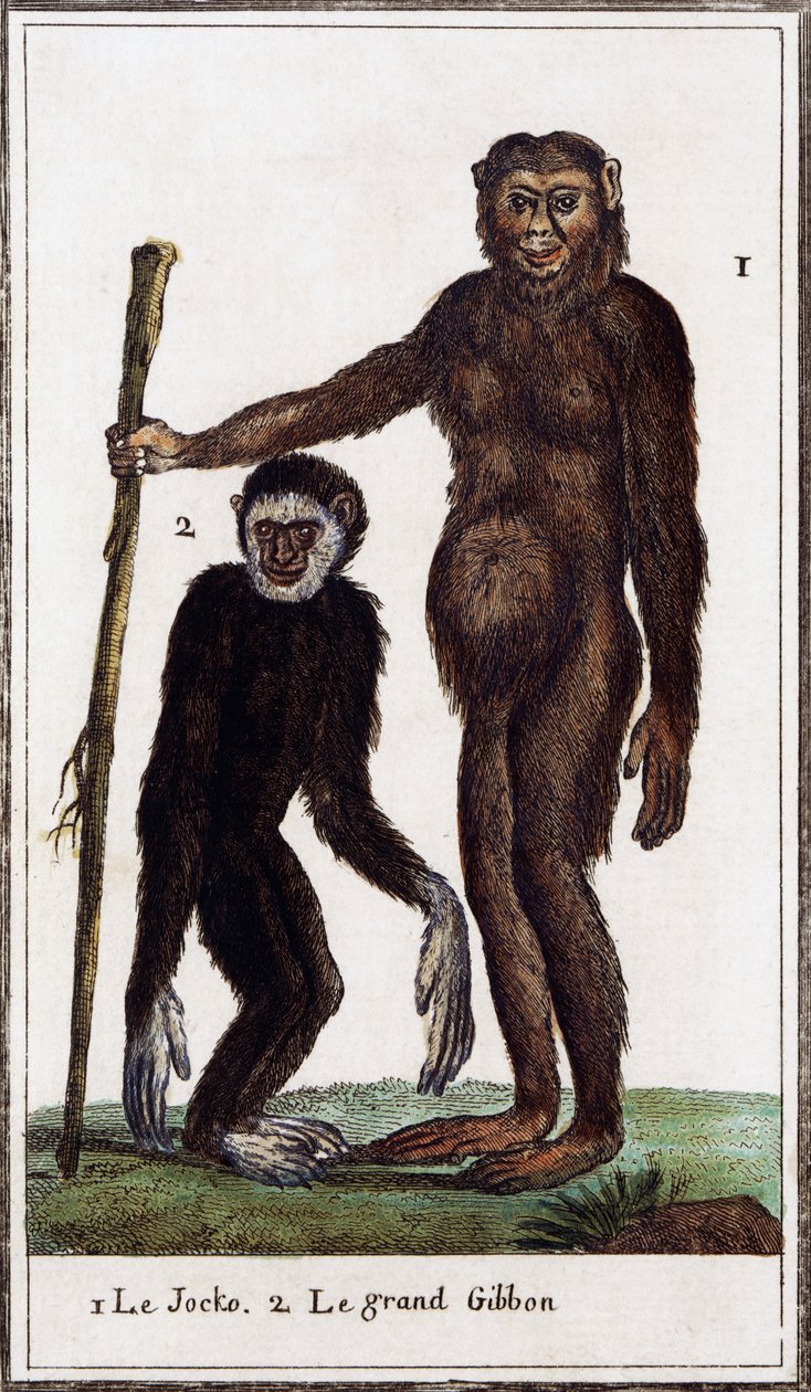 Jocko, simpanssi tai gibbon, piirros Histoire naturellesta, Georges-Louis Leclerc Buffonin kreivi (1707-1788), akvarellikaiverrus tekijältä Georges de Buffon