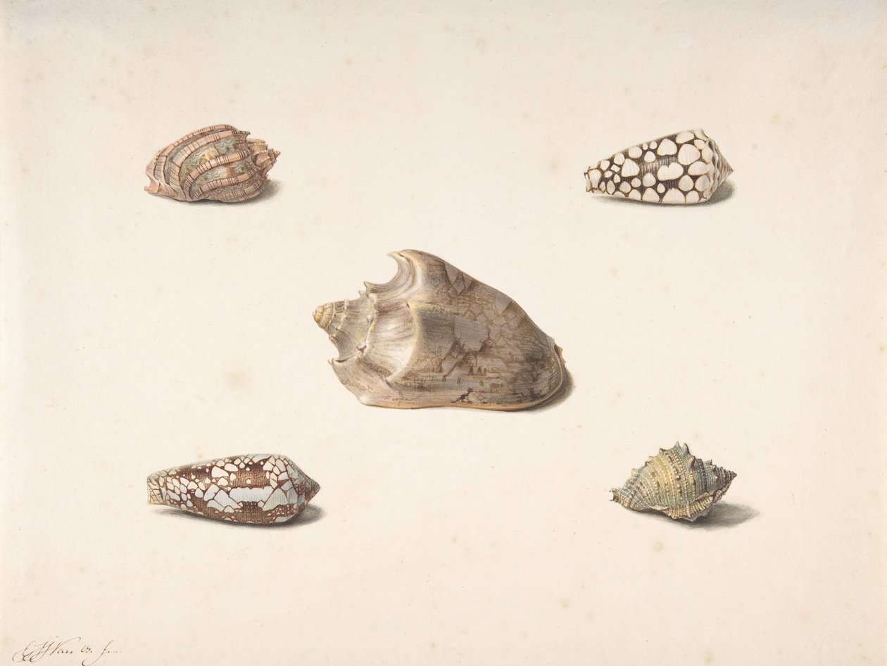 Five Shells, n.d. tekijältä Georgius Jacobus Johannes van Os