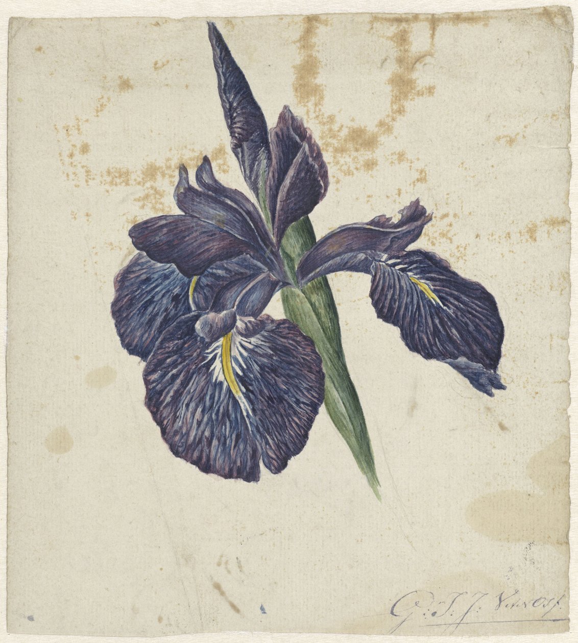Iiris tekijältä Georgius Jacobus Johannes van Os