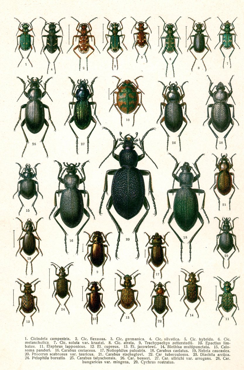 Euroopan kovakuoriaisten lajikkeiden antiikkivedos, n. 1910 (kromolitografia) tekijältä Georgiy Jacobson