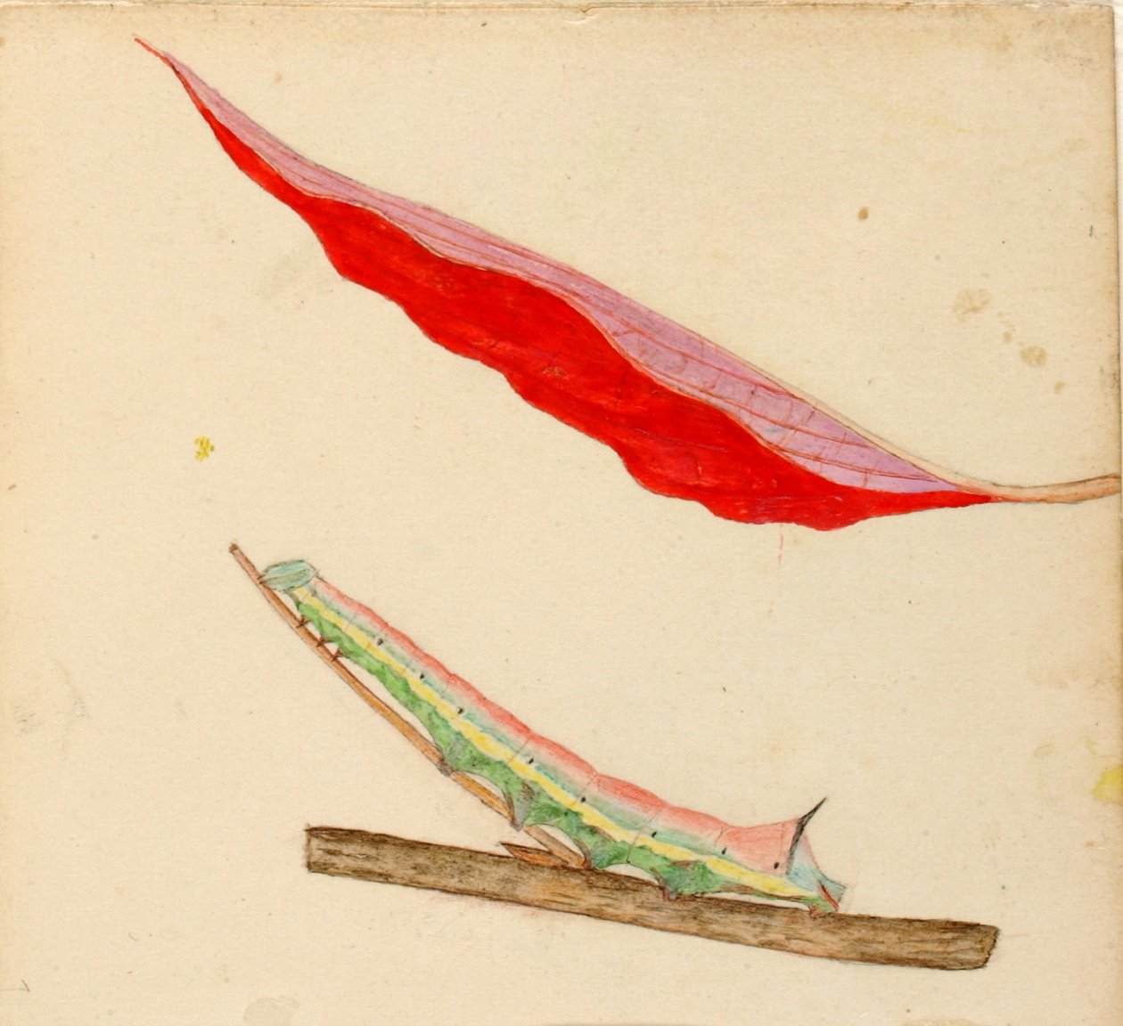"Mirror-Back"-toukka, tutkimus kirjaa varten Concealing Coloration in the Animal Kingdom varten tekijältä Gerald H. Thayer