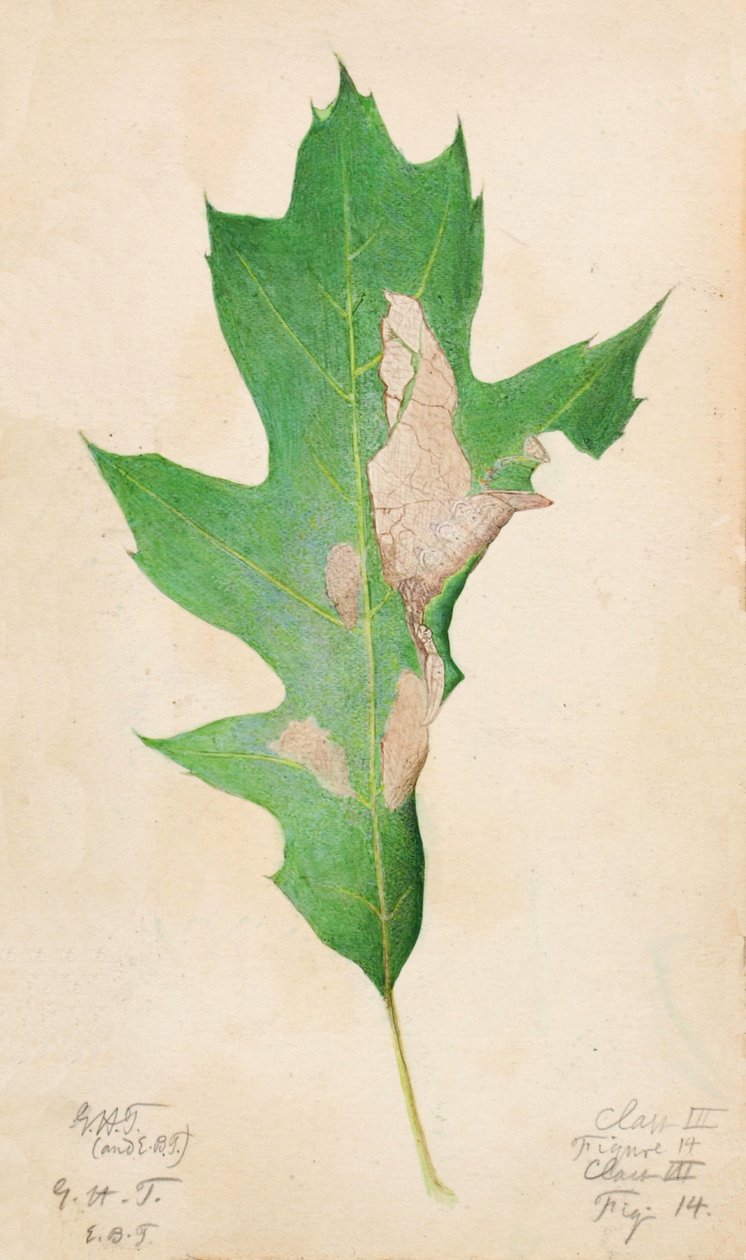 Oak Leaf Edge Caterpillar..., 1900-luvun alku. tekijältä Gerald H. Thayer