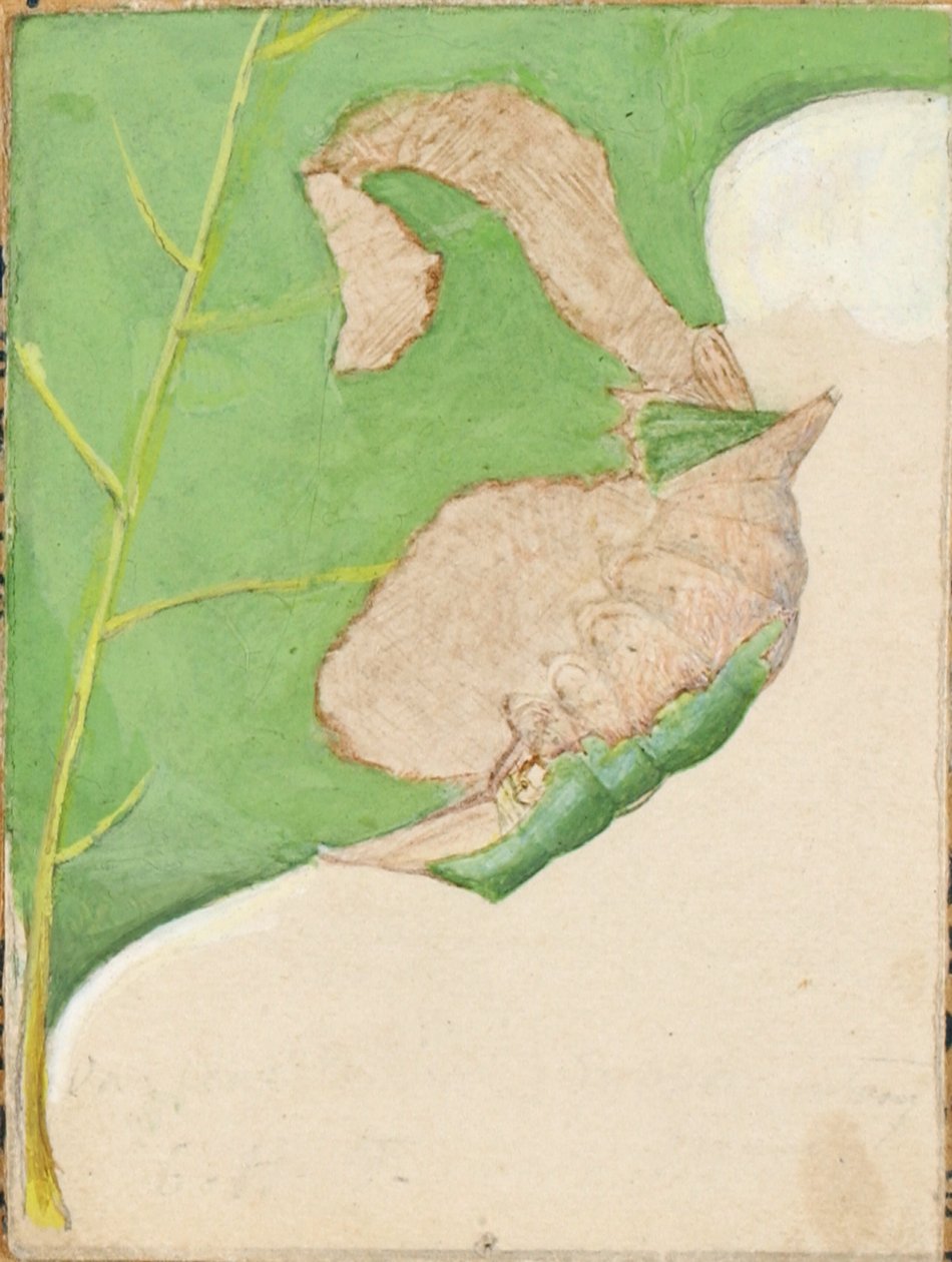 Oak Leaf Edge Caterpillar..., 1900-luvun alku. tekijältä Gerald H. Thayer