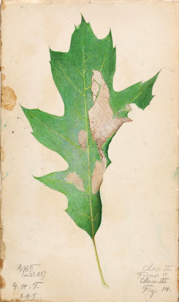 Oak Leaf Edge Caterpillar, opinnäytetyö kirjaa varten Concealing Coloration in the Animal Kingdom varten. tekijältä Gerald H. Thayer