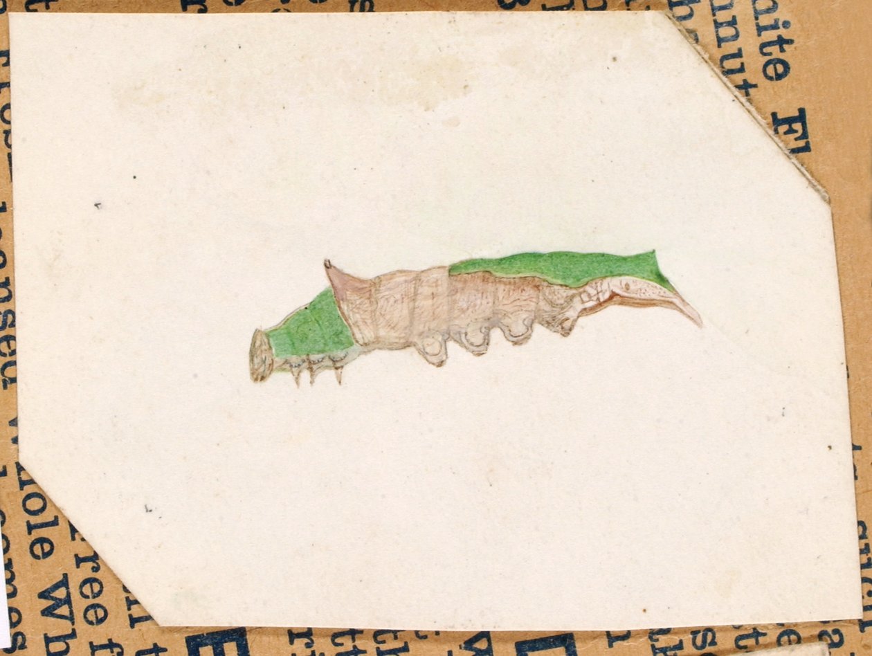 Oak Leaf Edge Caterpillar, opinnäytetyö kirjaa varten Concealing Coloration in the Animal Kingdom varten. tekijältä Gerald H. Thayer