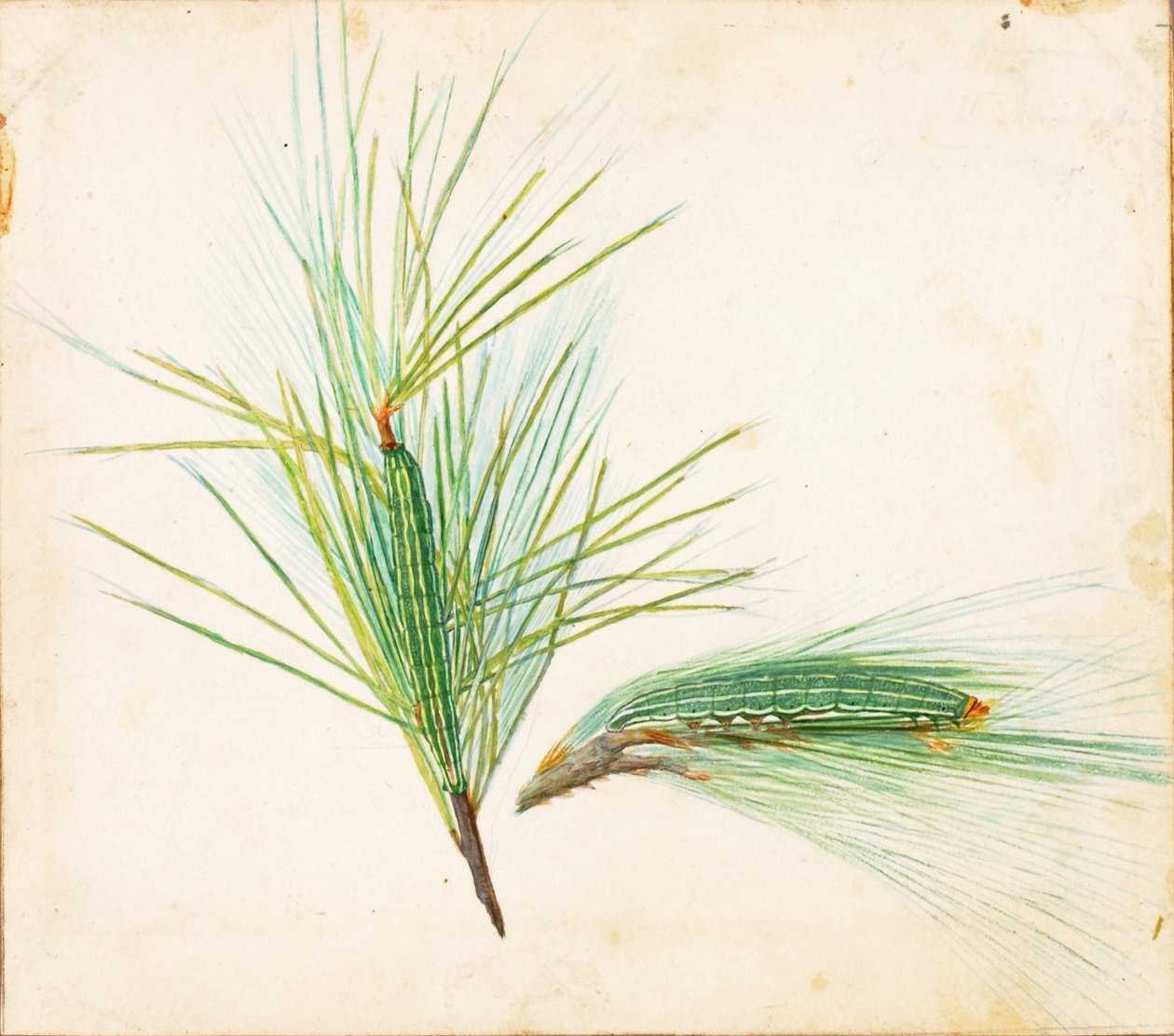 Mäntytuppo-toukka, opinnäytetyö kirjaa varten Concealing Coloration in the Animal Kingdom varten tekijältä Gerald H. Thayer