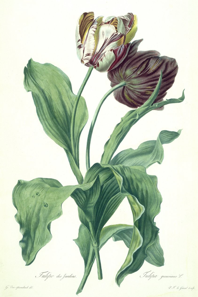Garden Tulip, "Opera Botanicasta", kaivertanut Le Grand, julkaistu 1760-luvulla tekijältä Gerard van Spaendonck