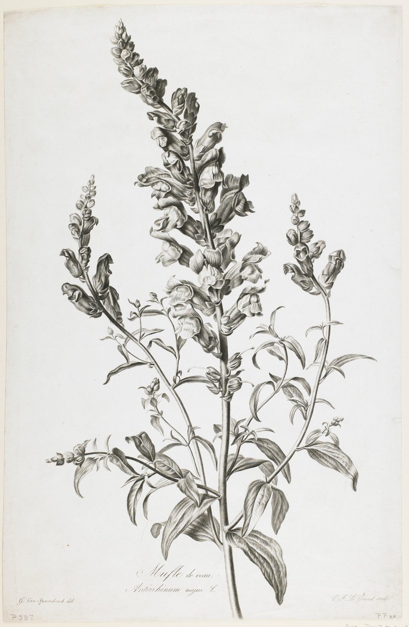 Mufle de veau, teoksesta Fleurs Dessinees d
