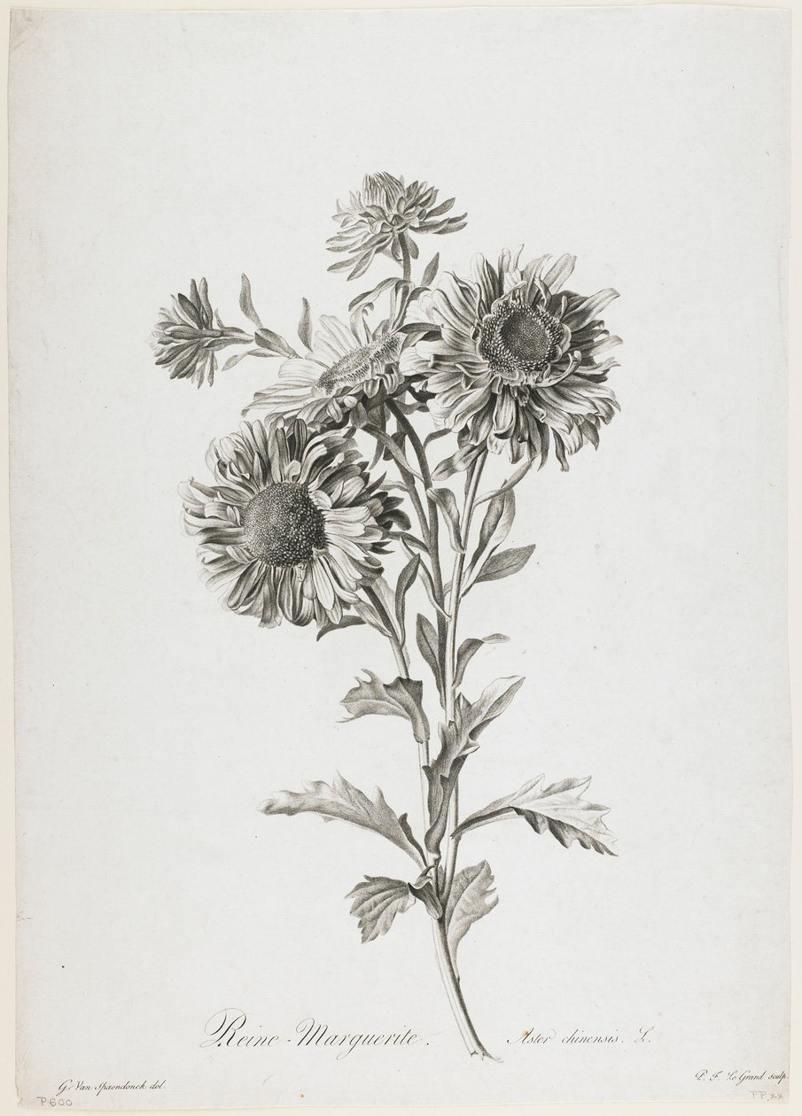 Reine-Marguerite, Fleurs Dessinees d