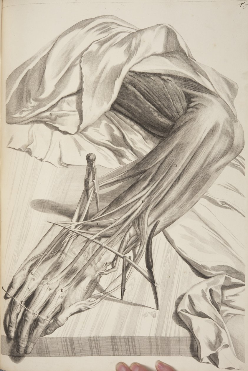 Govard Bidloo, ihmiskehon anatomia, 1685 tekijältä Gerard de Lairesse