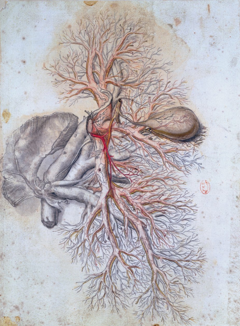 Maksan ja sappirakon verisuonet, Anatomia Humani Corporis, kirjoittanut Govard Bidloo (1649-1713) n. 1685 tekijältä Gerard de Lairesse