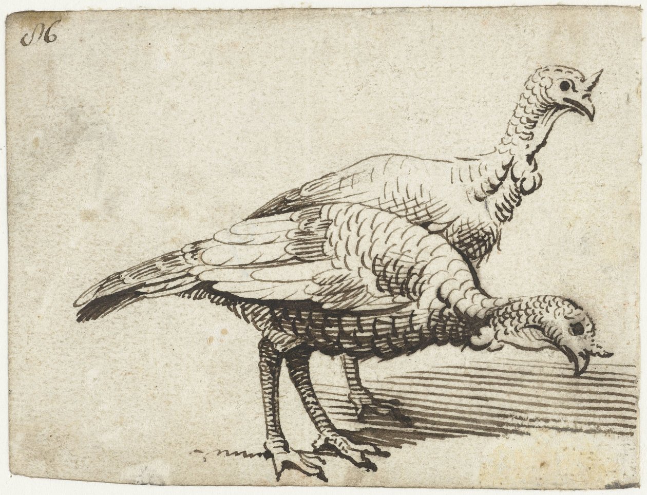 Kaksi kalkkunaa tekijältä Gerard ter Borch (I)