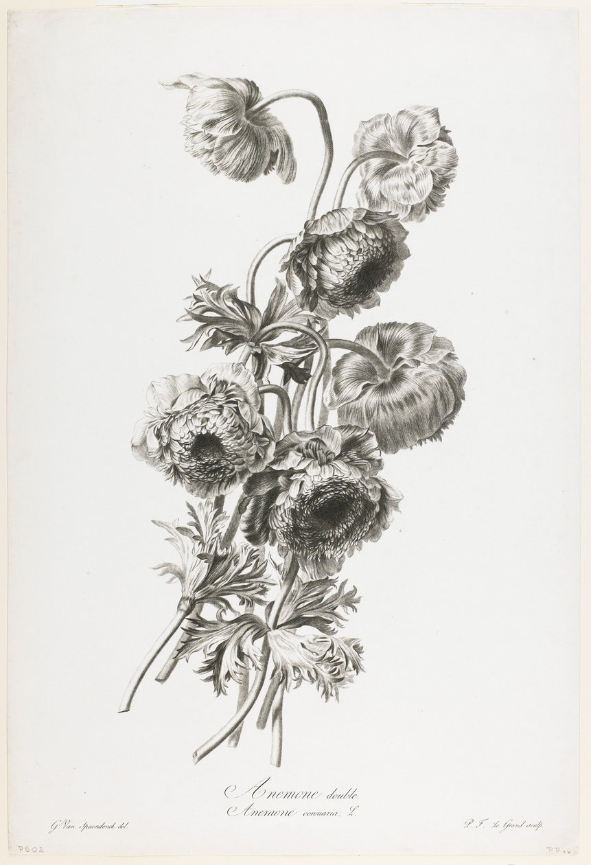 Kaksoisvuokko, Fleurs Dessinees d