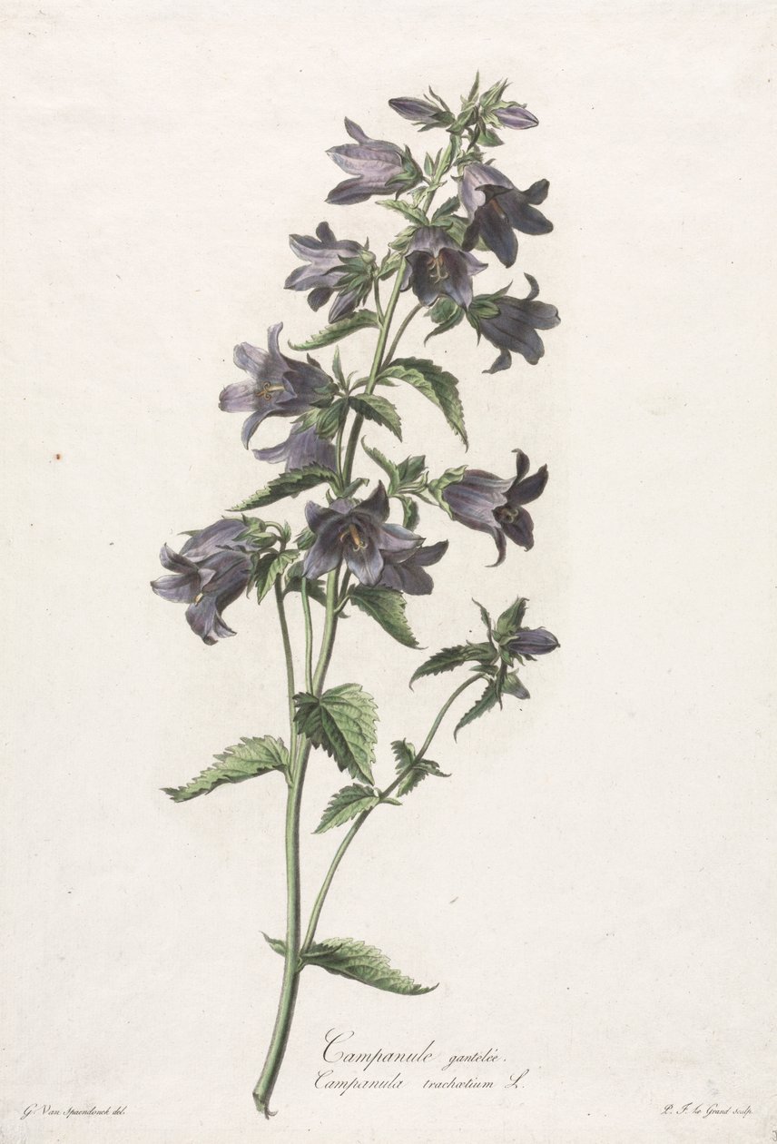 Luonnosta vedetyt kukat: Kellokukka, n. 1800. tekijältä Gerard van Spaendonck