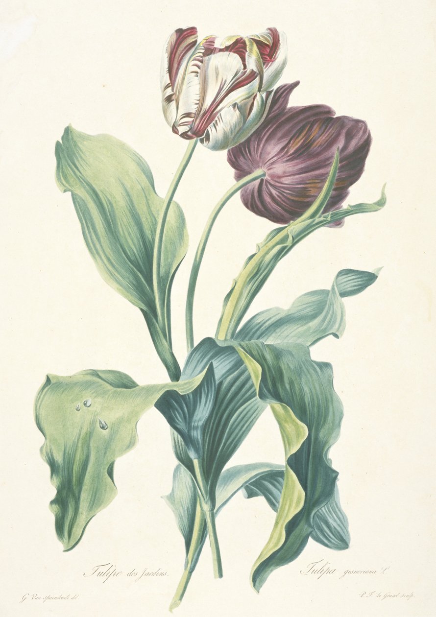 Puutarhatulppaani, kirjasta Flowers Drawn from Nature, n. 1800 tekijältä Gerard van Spaendonck