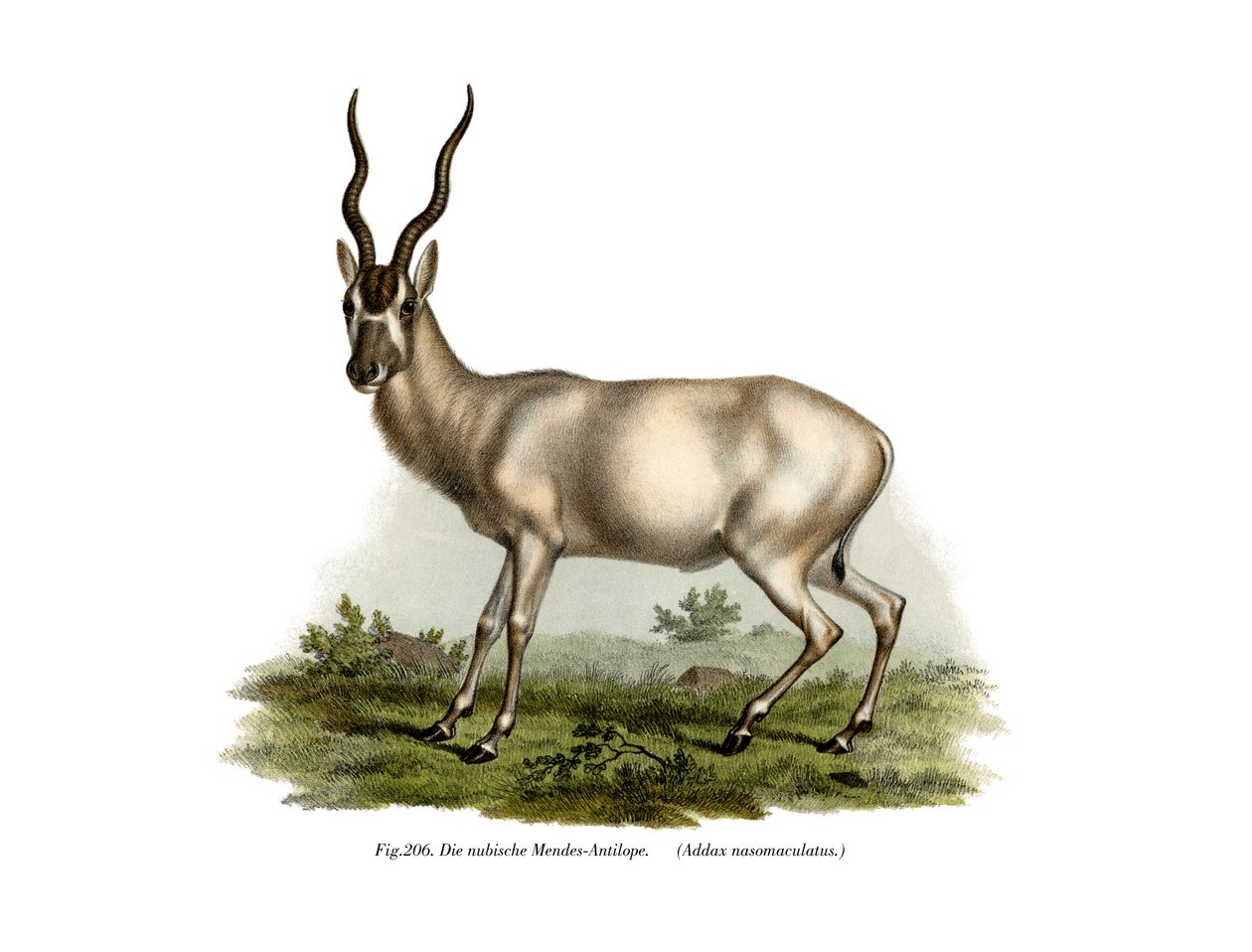Adadax, 1860 tekijältä German School