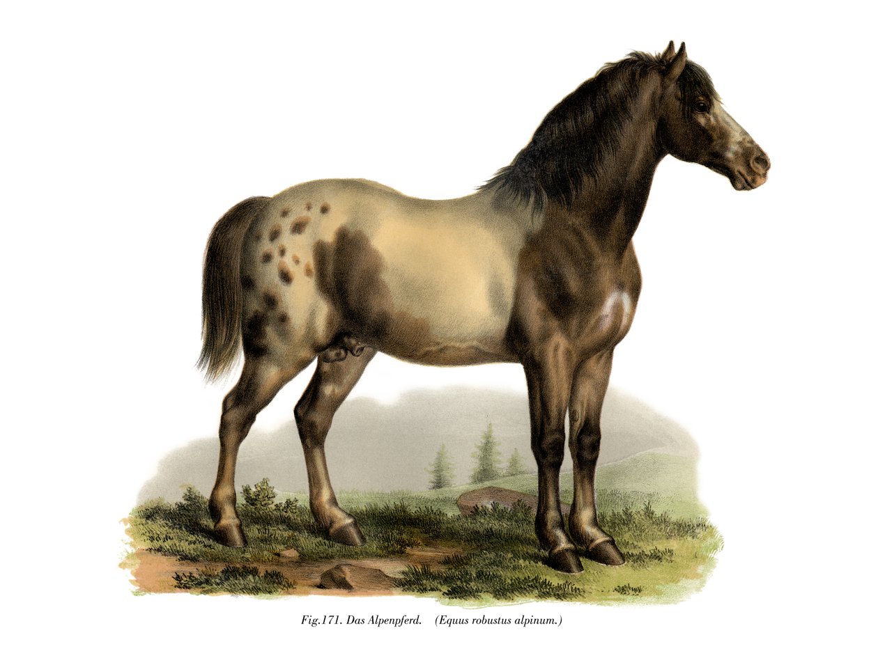 Alppien hevonen, 1860 tekijältä German School