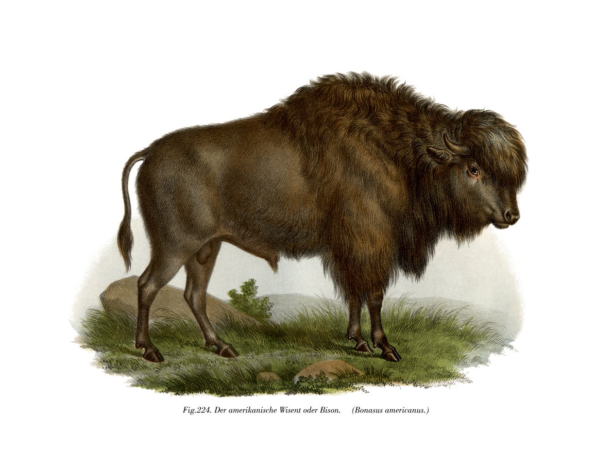American Bison, 1860 tekijältä German School