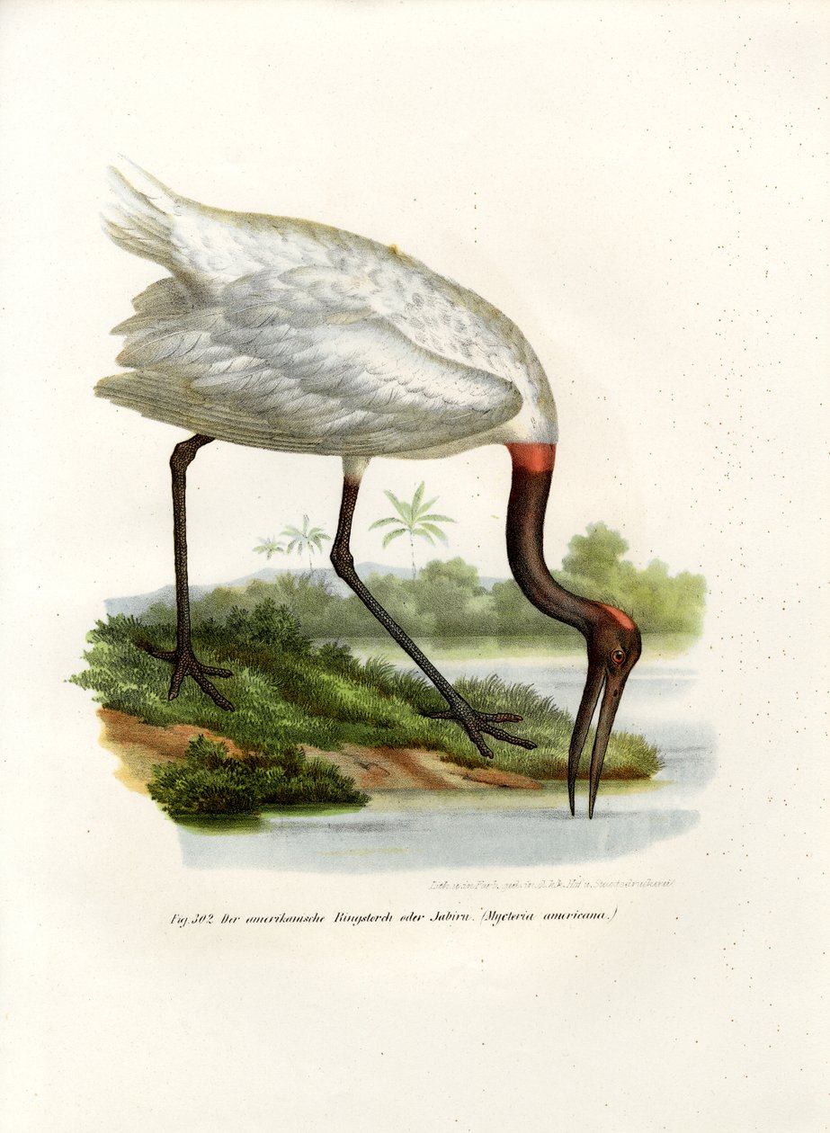 American Wood Ibis, 1864 tekijältä German School