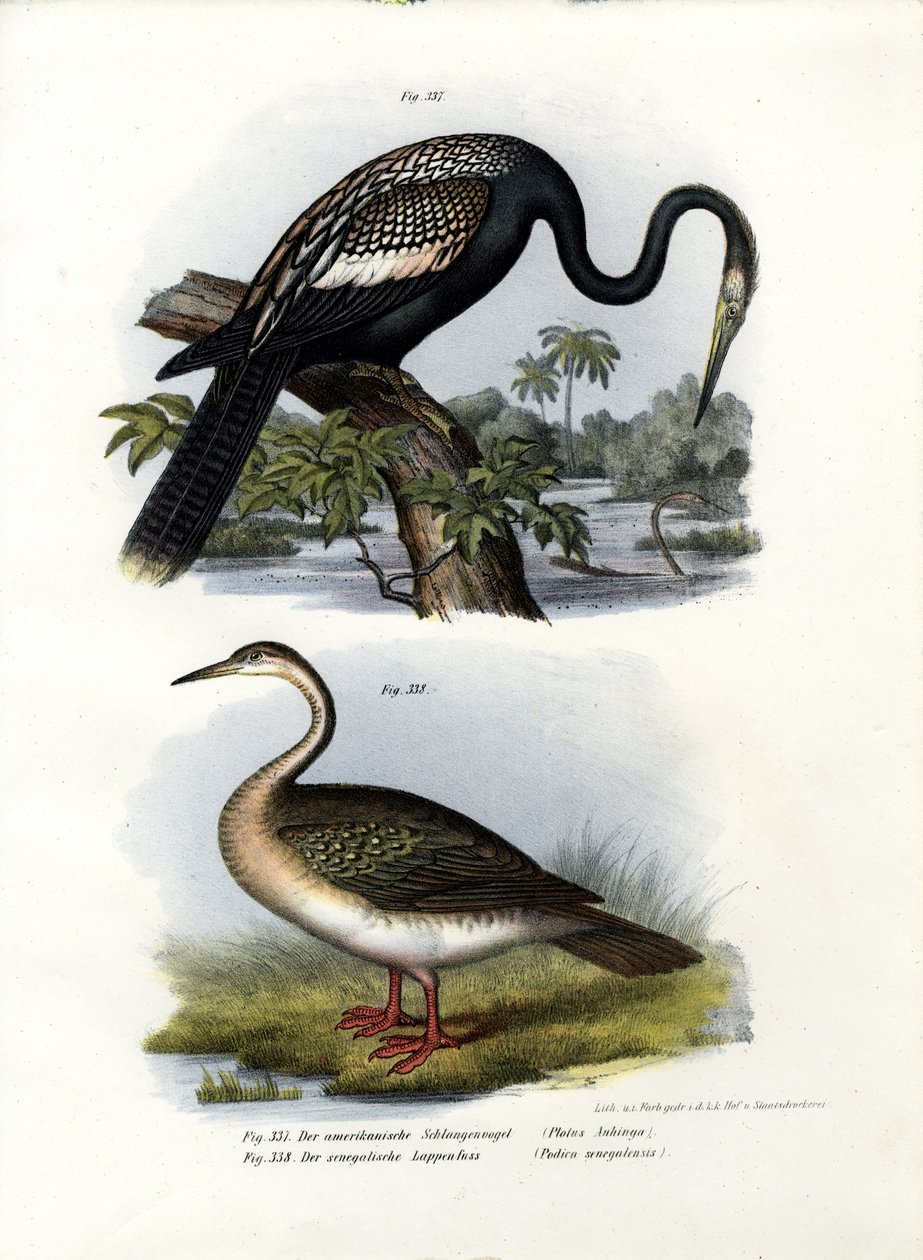 Anhinga, 1864 tekijältä German School