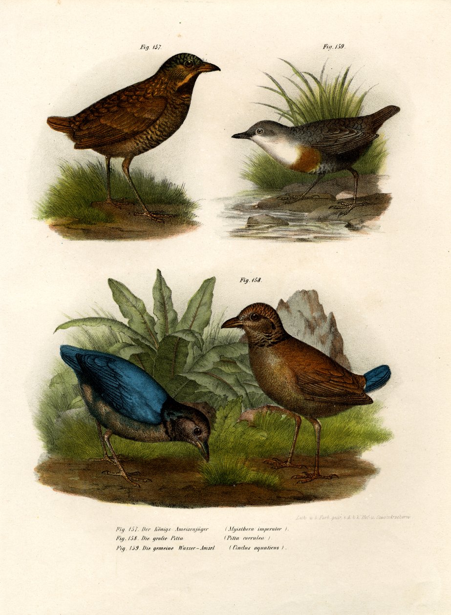 Antpitta, 1864 tekijältä German School
