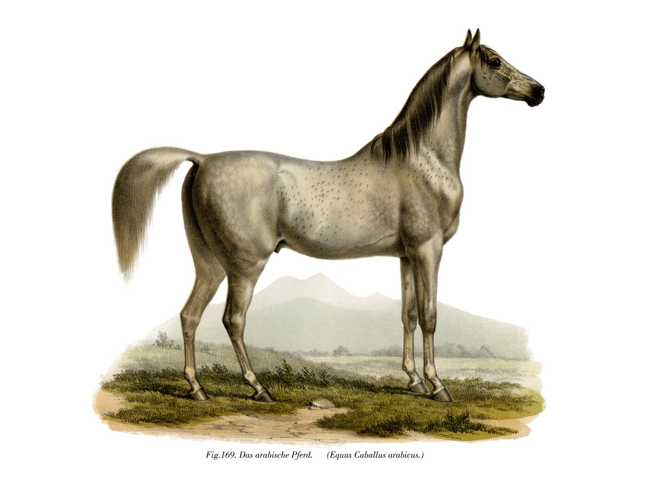 Arabian hevonen, 1860 tekijältä German School