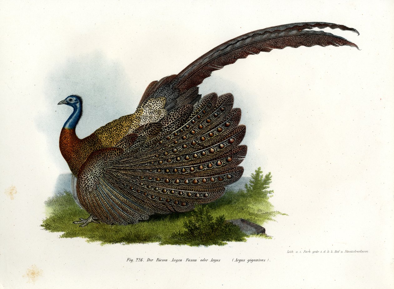 Argus-fasaani, 1864 tekijältä German School
