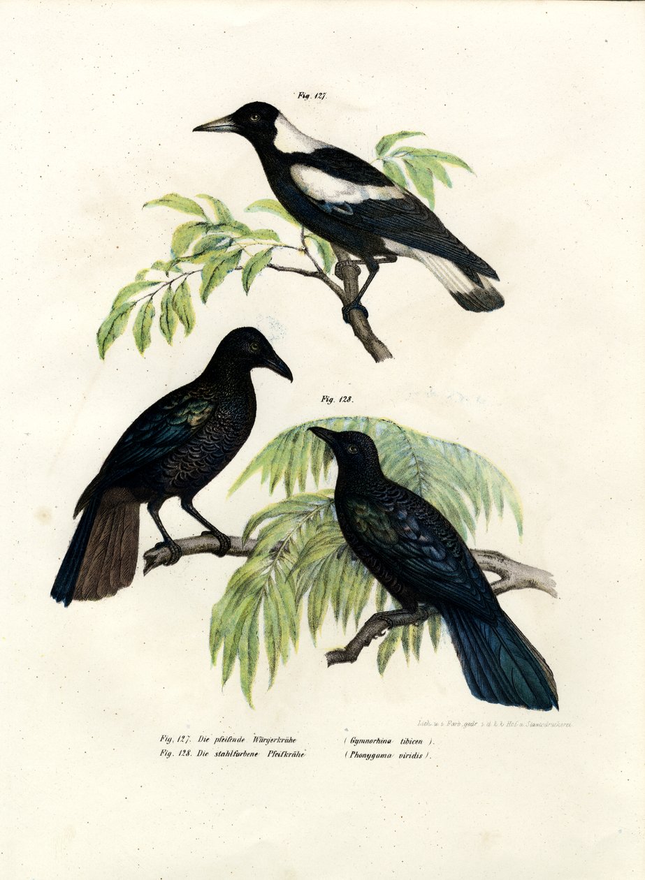 Australian harakka, 1864 tekijältä German School