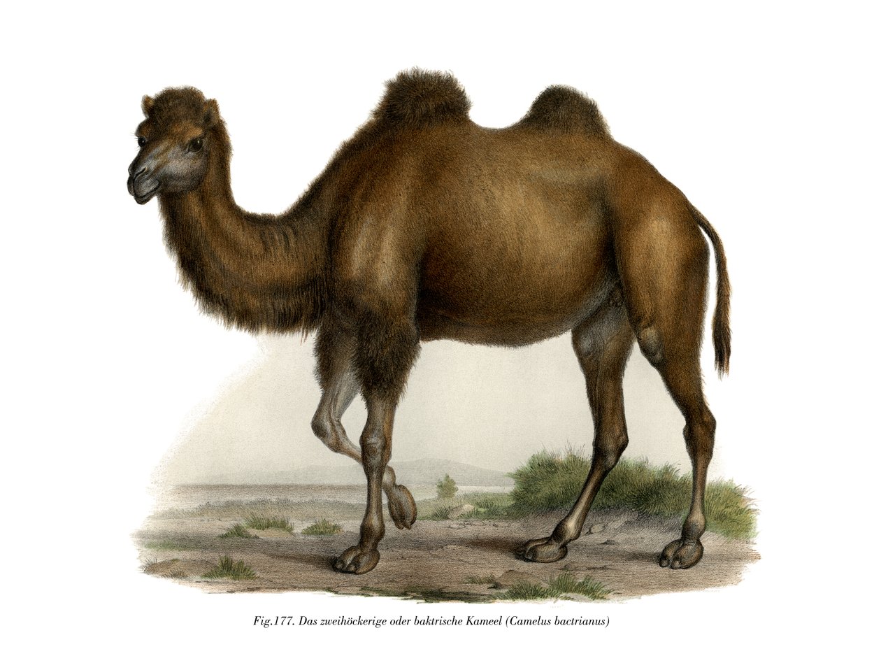 Baktrian kameli, 1860 tekijältä German School