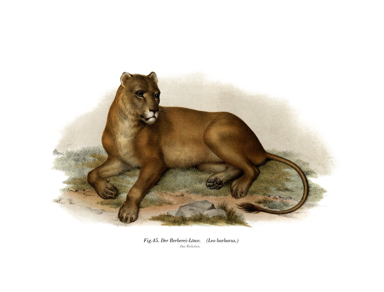 Barbary Lion, 1860 tekijältä German School