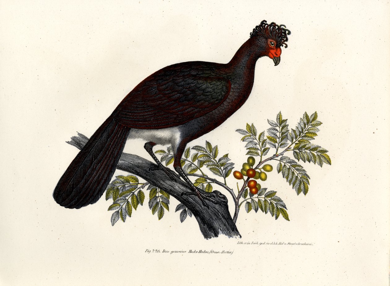 Musta Curassow, 1864 tekijältä German School