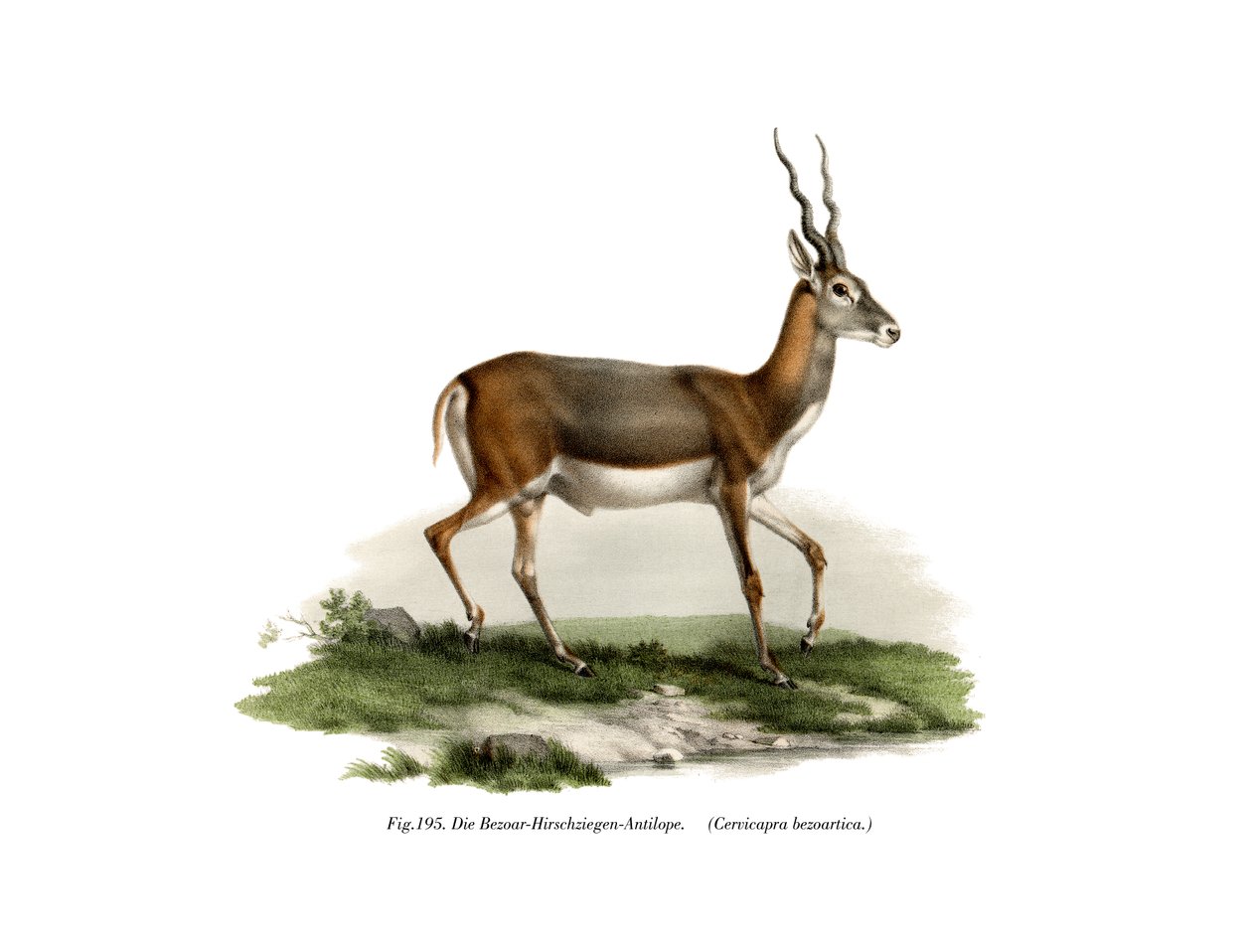 Blackbuck, 1860 tekijältä German School