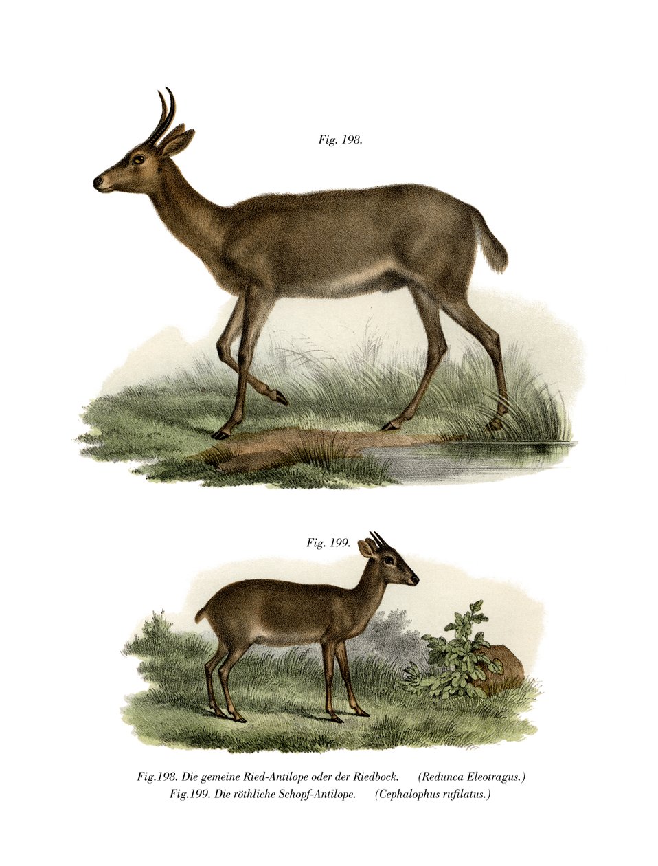 Bohor Reedbuck, 1860 tekijältä German School