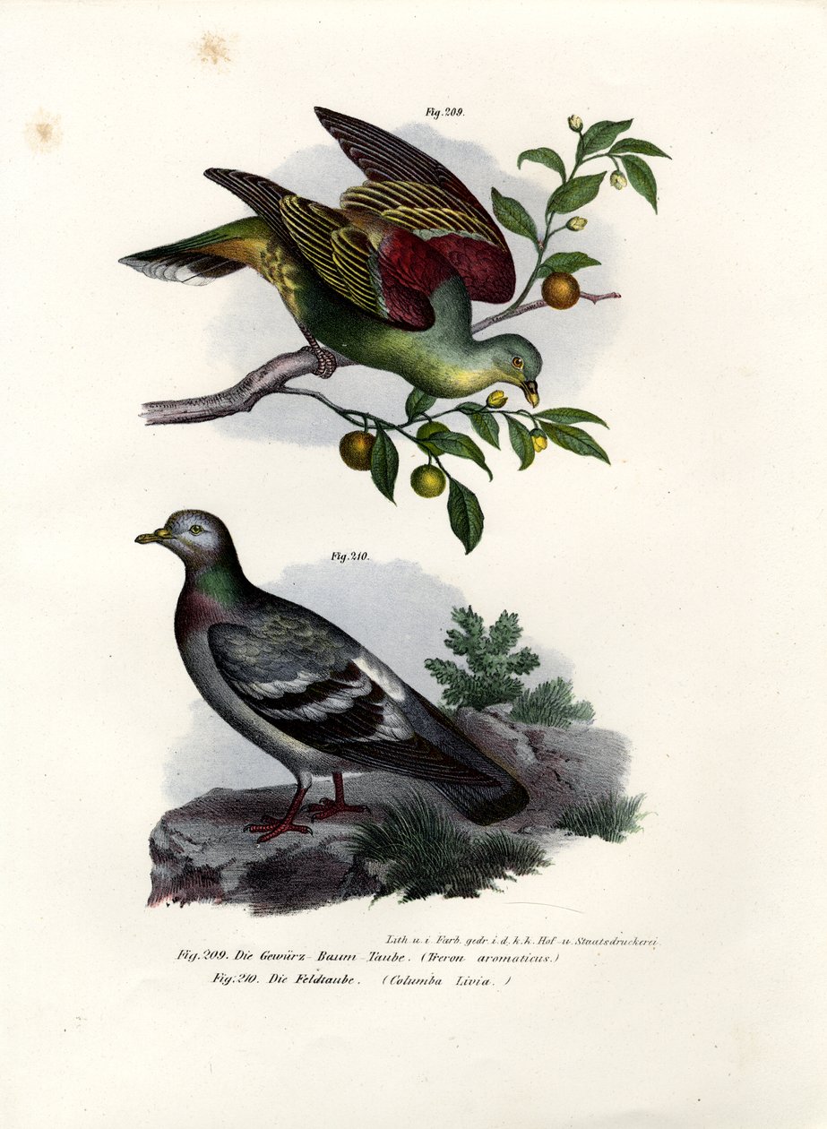 Buru Green Pigeon, 1864 tekijältä German School