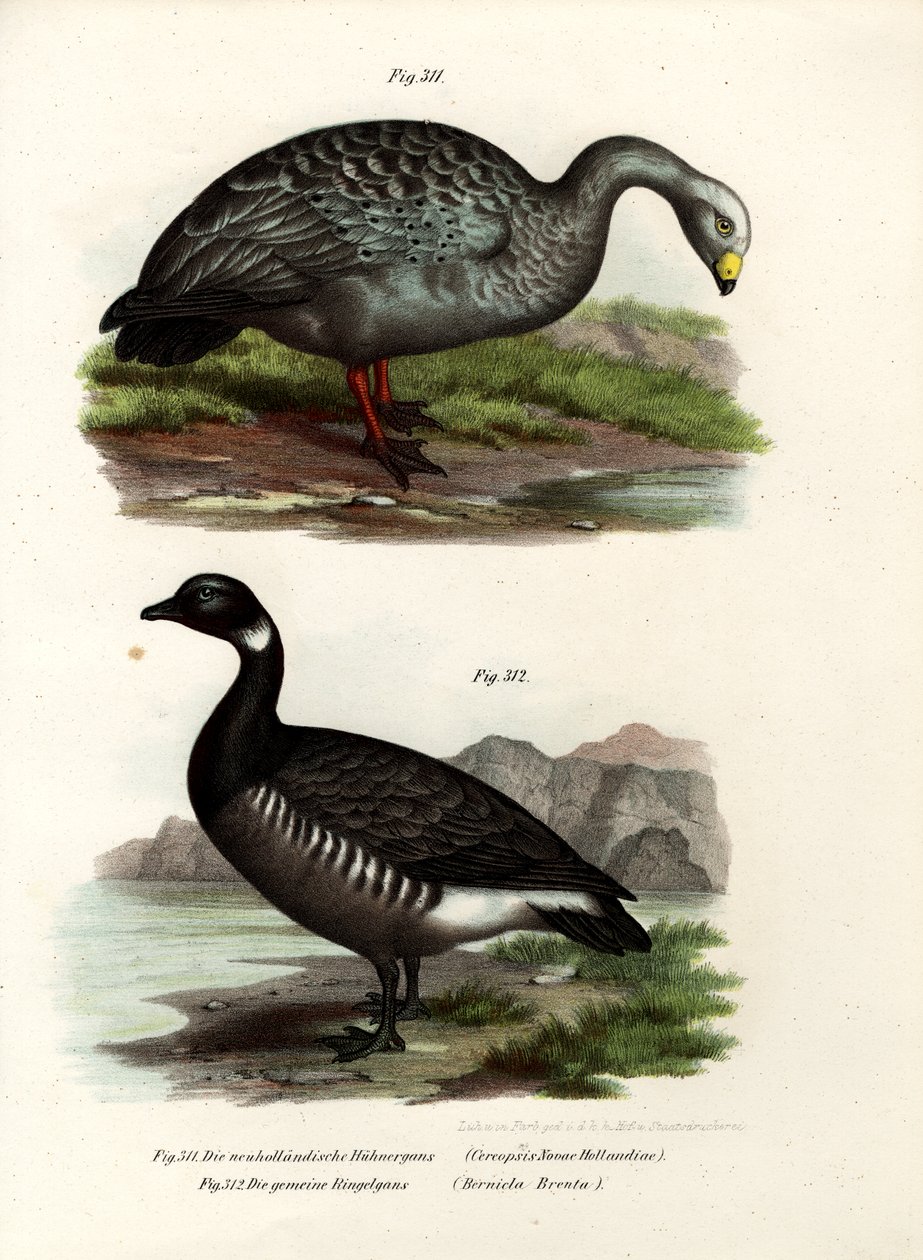 Cereopsis Goose, 1864 tekijältä German School