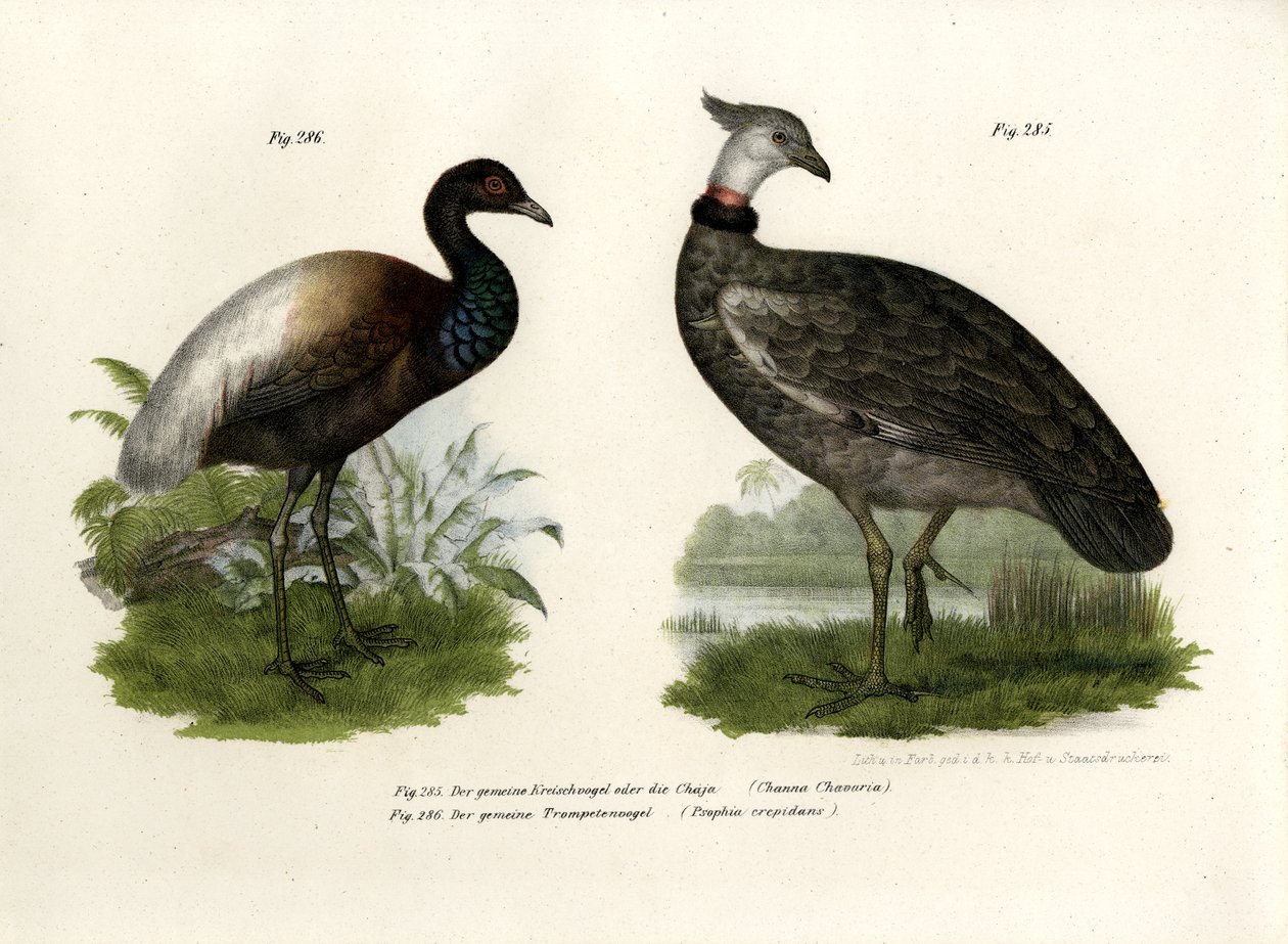 Chaja Bird, 1864 tekijältä German School