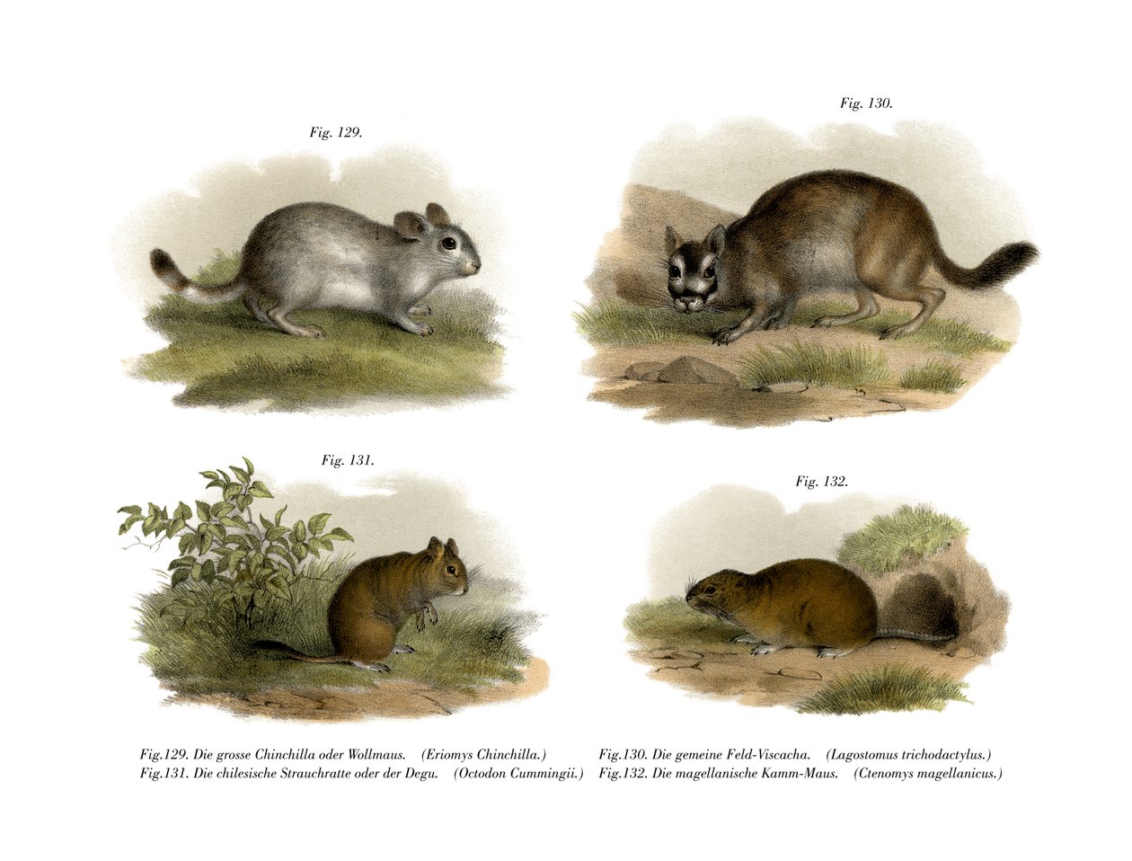 Chinchilla, 1860 tekijältä German School