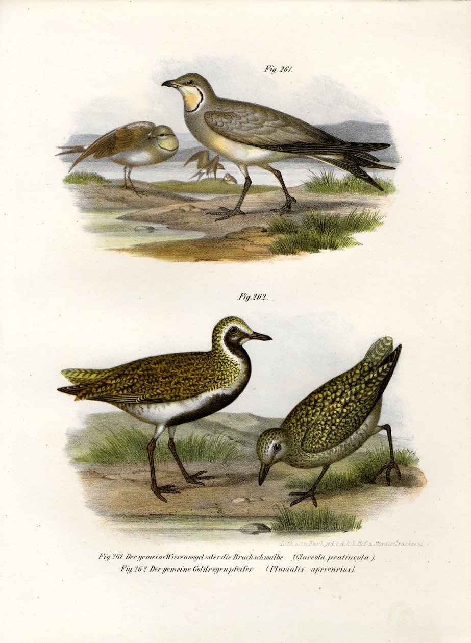 Kaulus Pratincole, 1864 tekijältä German School
