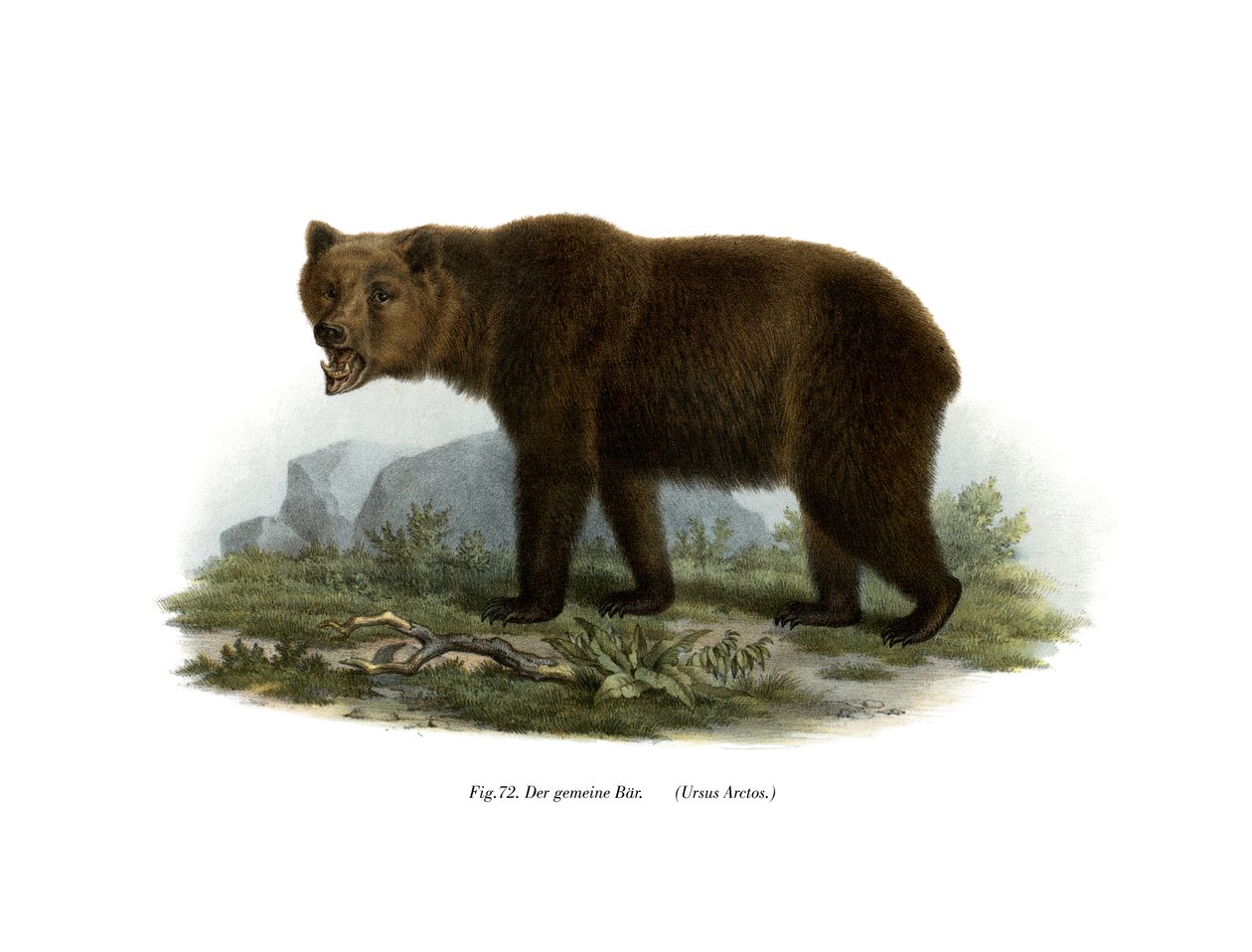 Tavallinen karhu, 1860 tekijältä German School