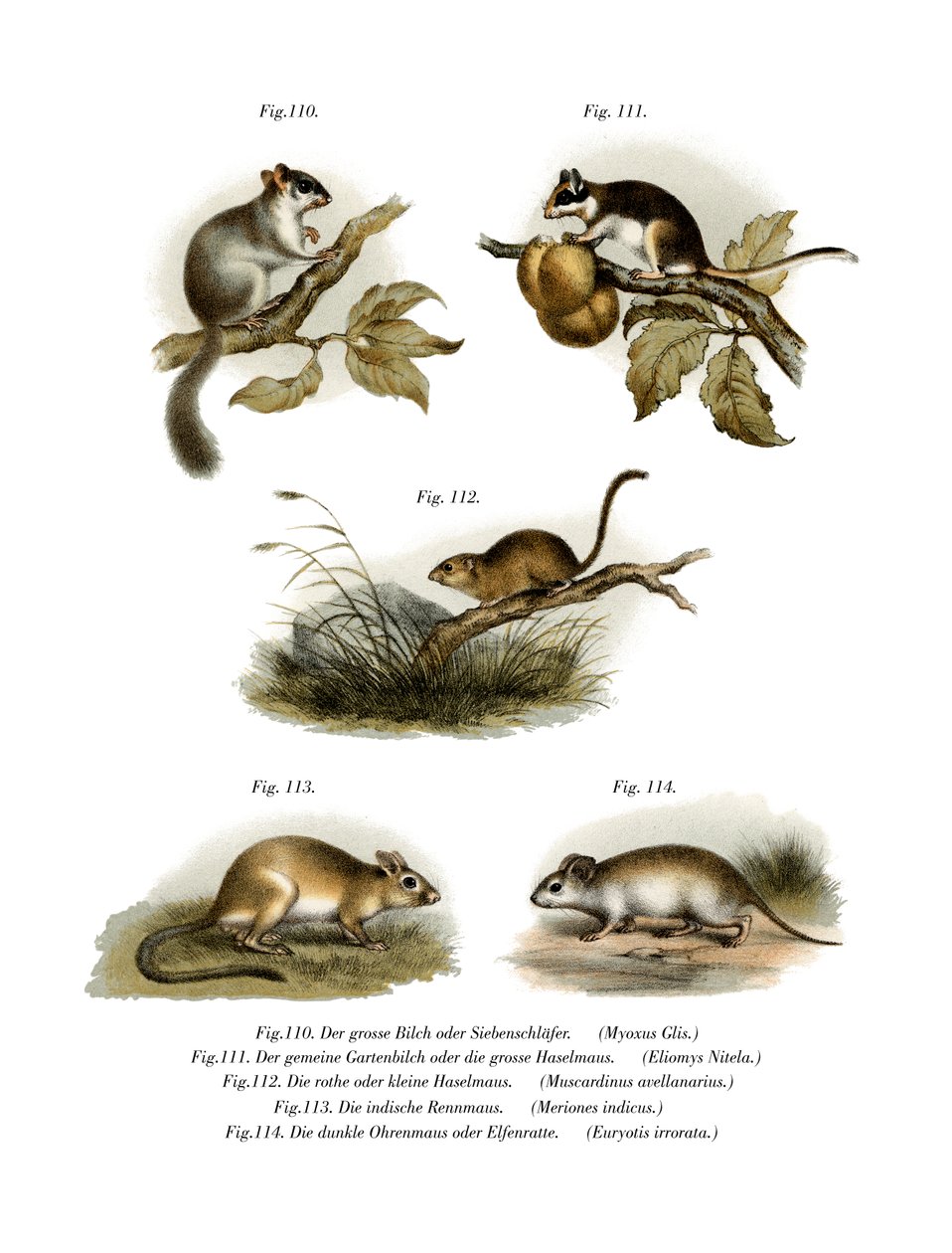 Common Dormouse, 1860 tekijältä German School
