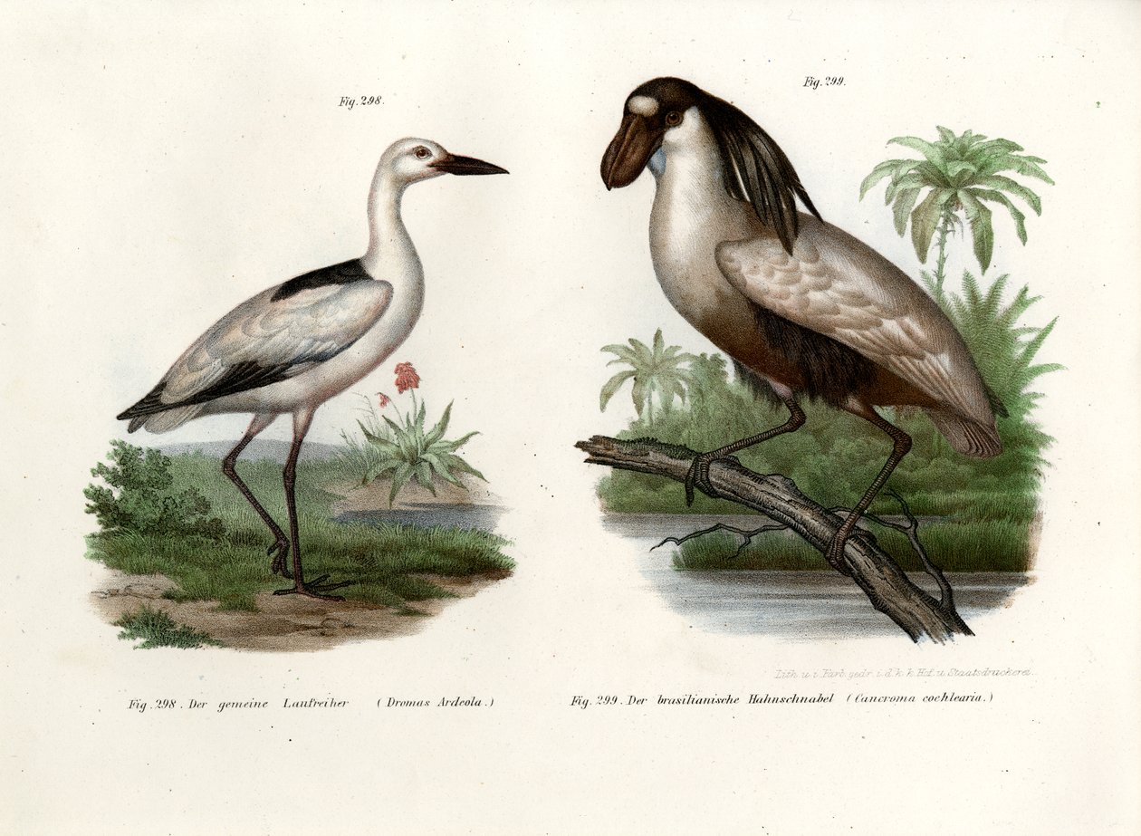 Crab Plover, 1864 tekijältä German School