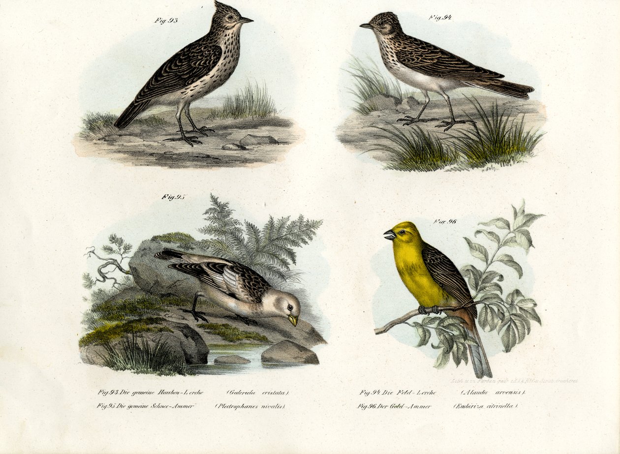Crested Lark, 1864 tekijältä German School